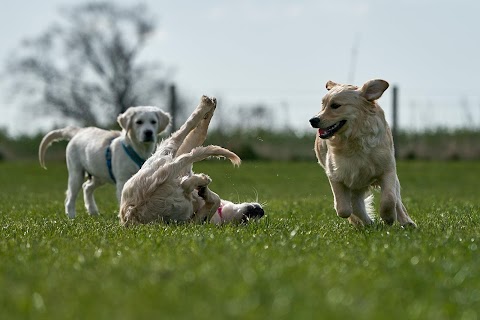 Centre Paws Norfolk