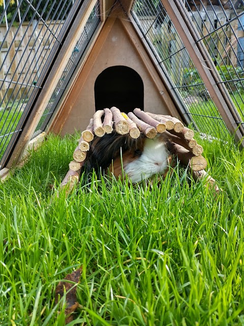 Marchwood Guinea Pig Boarding