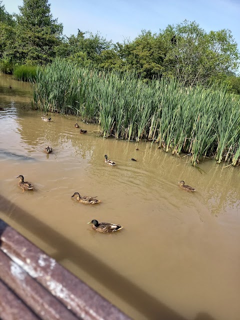 Perchy Pond Wishaw