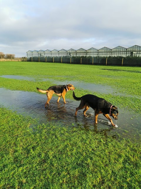 Laurel House Dog Walking Field