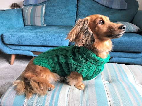 Jersey Dog Knits