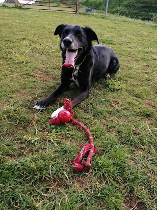 Donkey Dell Dog Exercise Fields