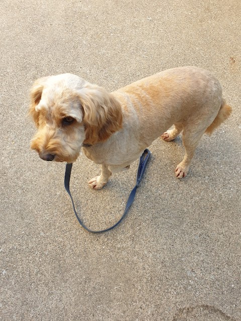 Dashing Dogs Dog Groomer