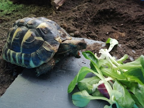 McMarshy's Small Pet Boarding