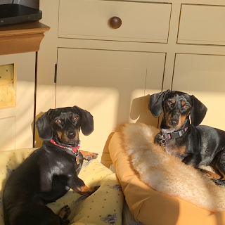 The Dachshund Nanny home boarding & daycare