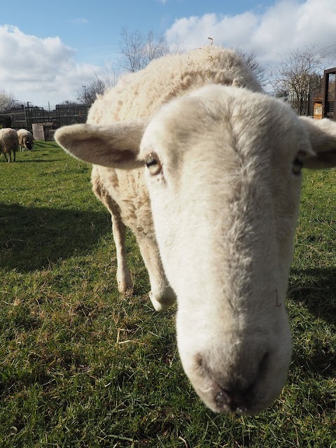 Stonebridge City Farm