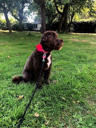 Country Dog Groomers