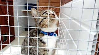 Brackley cattery