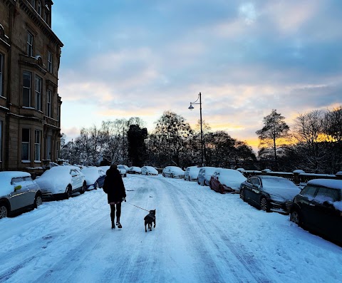 Kelvingrove Dogs