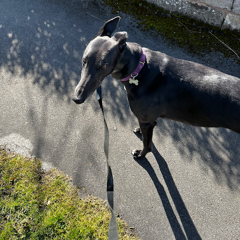 Pringle Pawz Dog Walker