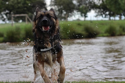 Unleashed Dog Adventure Park