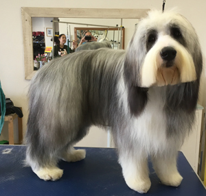 Hair and Hounds Dog Grooming