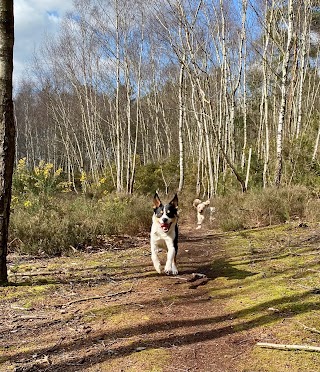 Ash Vale Dog Walking