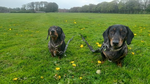 Happy Paws Leeds Dog Walks