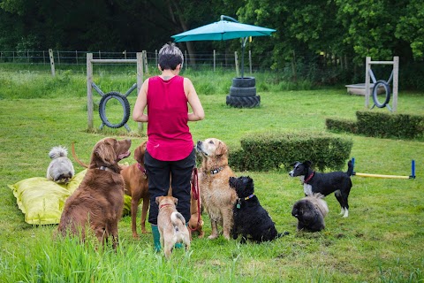 Pack Buddies Doggy Daycare Southampton