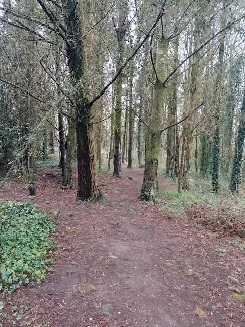 Coed Cefn Padrig