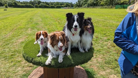 Molescroft Manor Secure Dog Walking Field