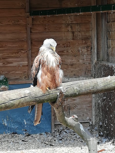 Liberty's Owl, Raptor & Reptile Centre