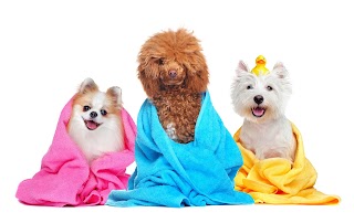 All 4 Paws Dog Grooming