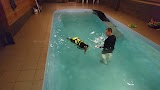 Splash an Approved Hydrotherapy & Pleasure Pool for Dogs