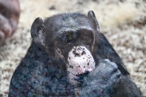 Chimpanzee Eden - Twycross Zoo