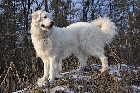 Поклик Предків (словацький чувач)