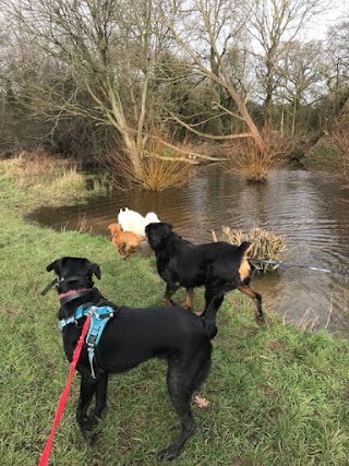 Lolly's Dog Walking & Daycare