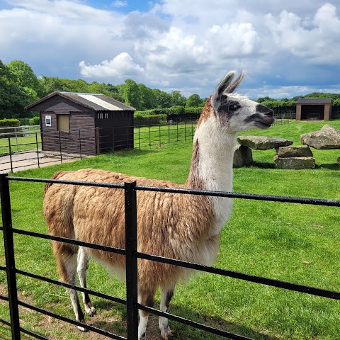 Graves Park Animal Farm