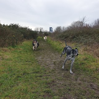 Buddiepet - Dog walker Southampton