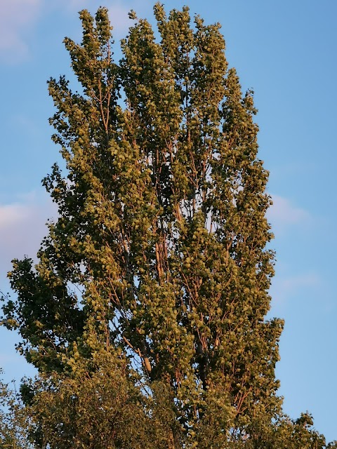 Coppice Farm Park