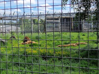 Noah's Ark Zoo Farm