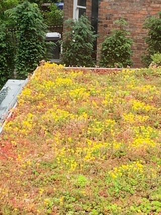 The Green Roof Company