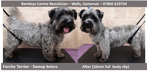 Bentleys Canine Beautician - Dog & Cat Grooming in Wells