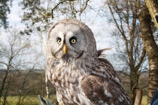 Forest Falconry