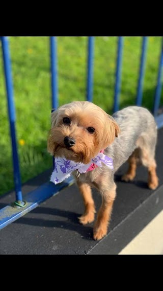 Furrytail Dog Grooming - Newtownabbey