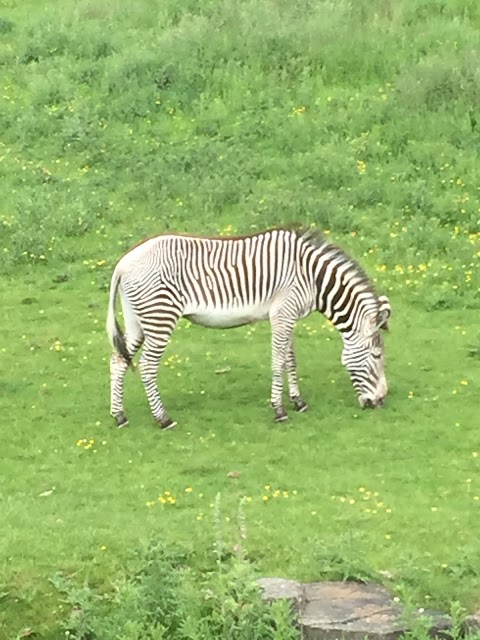 Zebra