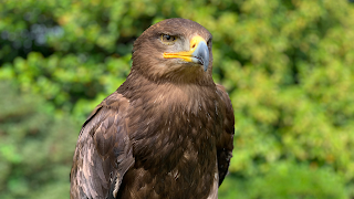 UK Owl and Raptor Centre