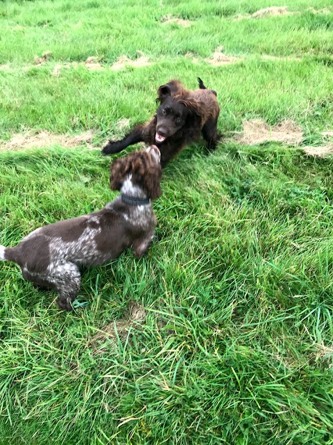 Rowley Cottage Kennels