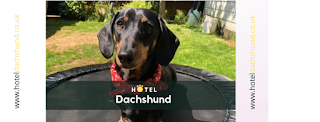Hotel Dachshund - Dog Daycare - Boarding - Essex