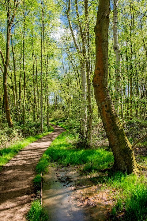 Rook's Nest Wood Country Park