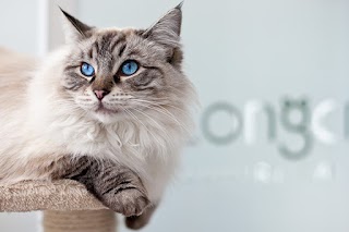 Longcroft Luxury Cat Hotel Fulwood, Sheffield