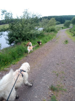 Ramble On Dog Walking Services Barrhead