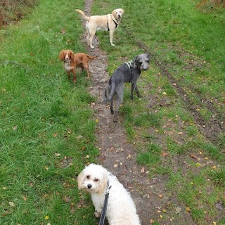 Woodland Tails Dog Walking