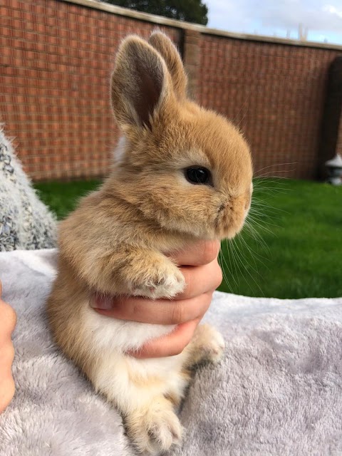 Term Time Pets