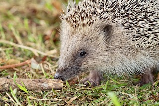 Brent Lodge Wildlife Hospital