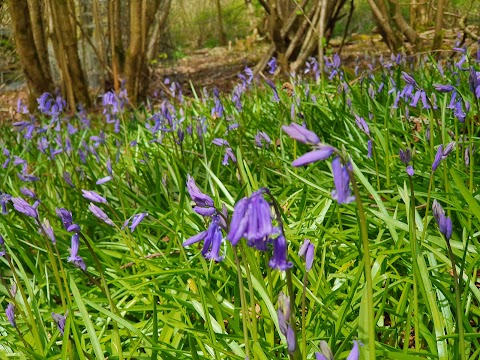 Warburg Nature Reserve Berkshire, Buckinghamshire and Oxfordshire Wildlife Trust