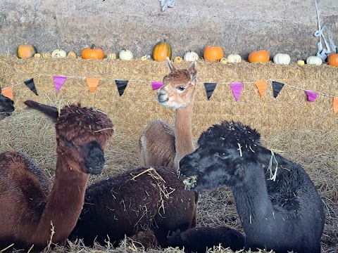 Pumpkins & Alpacas @ Tunstall Farm Park