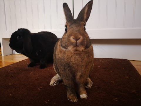 Wirral Small Pets Hotel-Rabbits, Guinea Pigs, Hamsters and other small pets boarding