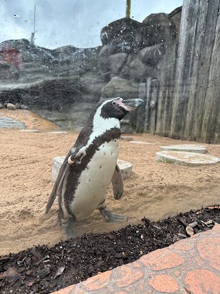 Penguin Cove