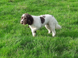 Barkberry Yard Dog Groomers & Daycare